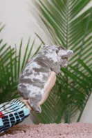 Regina , a female French Bulldog for sale in Greenport, NY – Photo 8 of 8