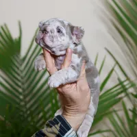 Regina , a female French Bulldog for sale in Greenport, NY – Photo 6 of 8