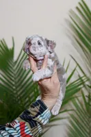 Regina , a female French Bulldog for sale in Greenport, NY – Photo 6 of 8