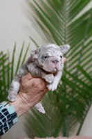 Regina , a female French Bulldog for sale in Greenport, NY – Photo 1 of 8