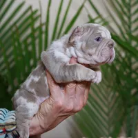 Regina , a female French Bulldog for sale in Greenport, NY – Photo 4 of 8