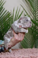 Regina , a female French Bulldog for sale in Greenport, NY – Photo 4 of 8