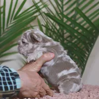 Regina , a female French Bulldog for sale in Greenport, NY – Photo 7 of 8