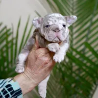 Regina , a female French Bulldog for sale in Greenport, NY – Photo 2 of 8