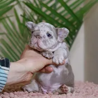 Regina , a female French Bulldog for sale in Greenport, NY – Photo 3 of 8