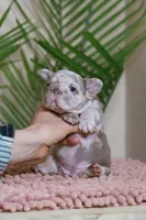 Regina , a female French Bulldog for sale in Greenport, NY – Photo 3 of 8