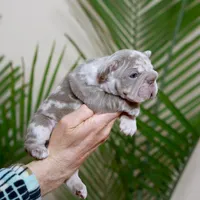 Regina , a female French Bulldog for sale in Greenport, NY – Photo 5 of 8