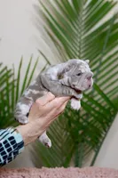 Regina , a female French Bulldog for sale in Greenport, NY – Photo 5 of 8