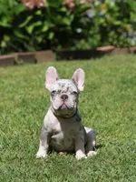 Lora , a female French Bulldog for sale in Greenport, NY – 6 of 8