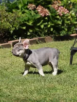 Leroy, a male French Bulldog for sale in Greenport, NY – 5 of 8