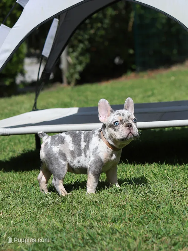 Lora  – French Bulldog puppy for sale in Greenport, NY