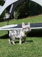 Lora , a female French Bulldog for sale in Greenport, NY – 1 of 8