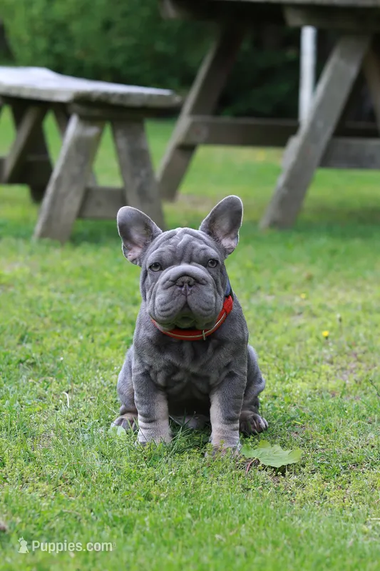 RALF – French Bulldog puppy for sale in Greenport, NY