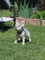 Lux, a male French Bulldog for sale in Greenport, NY – 2 of 6