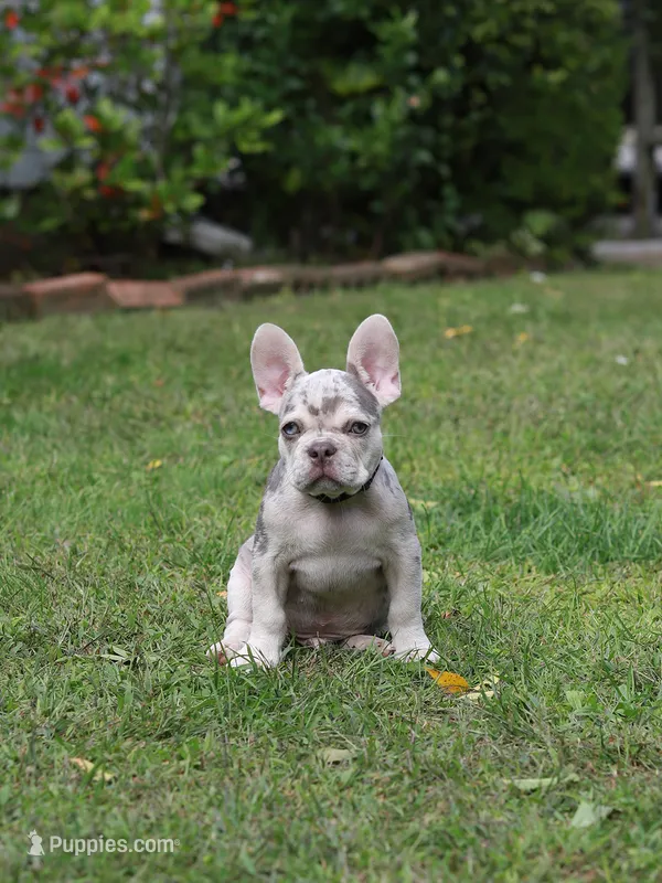 Lux – French Bulldog puppy for sale in Greenport, NY