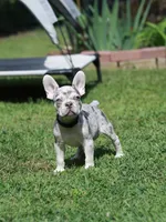 Lux, a male French Bulldog for sale in Greenport, NY – 3 of 6