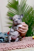 Rose, a female French Bulldog for sale in Greenport, NY – Photo 3 of 6