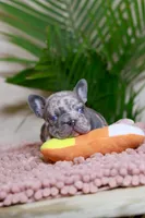 Rose, a female French Bulldog for sale in Greenport, NY – Photo 6 of 6