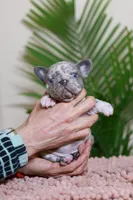 Rose, a female French Bulldog for sale in Greenport, NY – Photo 2 of 6