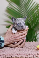 Rose, a female French Bulldog for sale in Greenport, NY – Photo 1 of 6