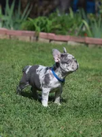 Leo, a male French Bulldog for sale in Greenport, NY – 7 of 8