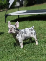 Lora , a female French Bulldog for sale in Greenport, NY – 8 of 8