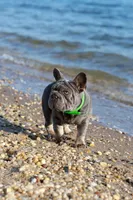 Ralf , a male French Bulldog for sale in Greenport, NY – 5 of 8