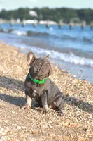 Ralf , a male French Bulldog for sale in Greenport, NY – 6 of 8