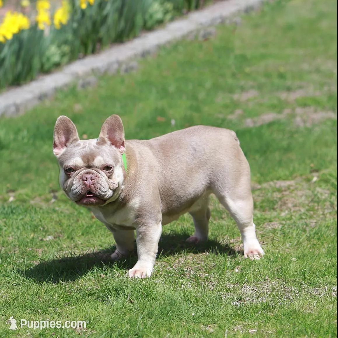 Royal, a male French Bulldog for sale in Greenport, NY – Photo 8 of 9