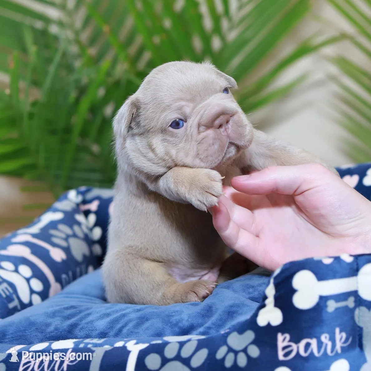 Royal, a male French Bulldog for sale in Greenport, NY – Photo 4 of 9