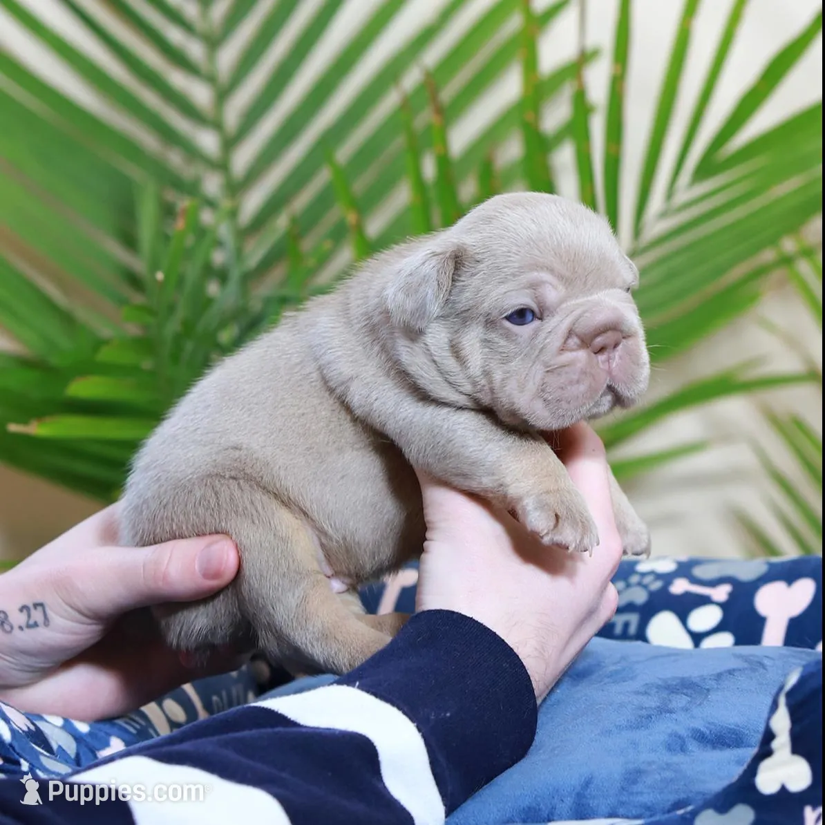 Royal, a male French Bulldog for sale in Greenport, NY – Photo 7 of 9