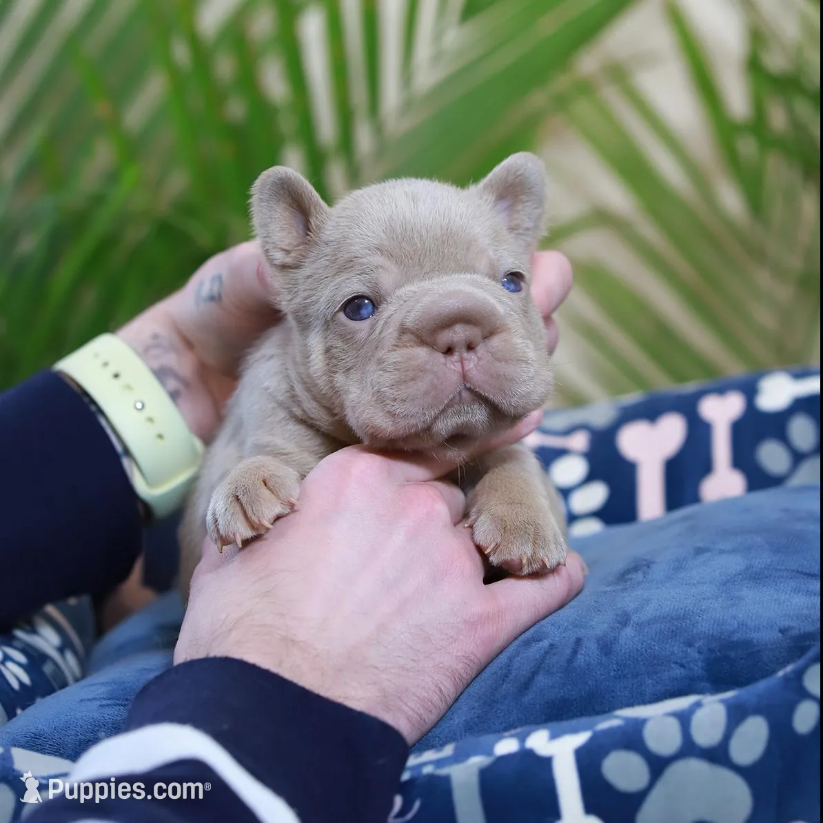 Royal, a male French Bulldog for sale in Greenport, NY – Photo 3 of 9