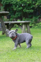 RALF, a male French Bulldog for sale in Greenport, NY – 6 of 9