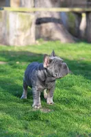 RALF, a male French Bulldog for sale in Greenport, NY – Photo 4 of 8