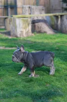 RALF, a male French Bulldog for sale in Greenport, NY – Photo 5 of 8