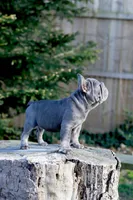 RALF, a male French Bulldog for sale in Greenport, NY – Photo 6 of 8