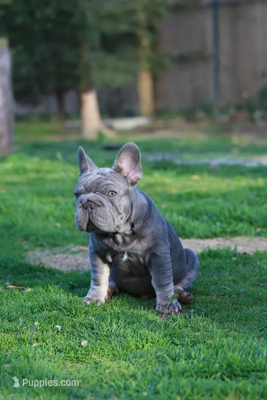 RALF – French Bulldog puppy for sale in Greenport, NY
