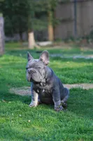RALF, a male French Bulldog for sale in Greenport, NY – Photo 1 of 8