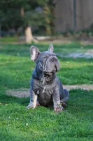 RALF, a male French Bulldog for sale in Greenport, NY – Photo 3 of 8