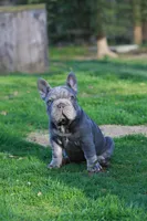 RALF, a male French Bulldog for sale in Greenport, NY – Photo 2 of 8