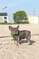 Ralf , a male French Bulldog for sale in Greenport, NY – 8 of 8