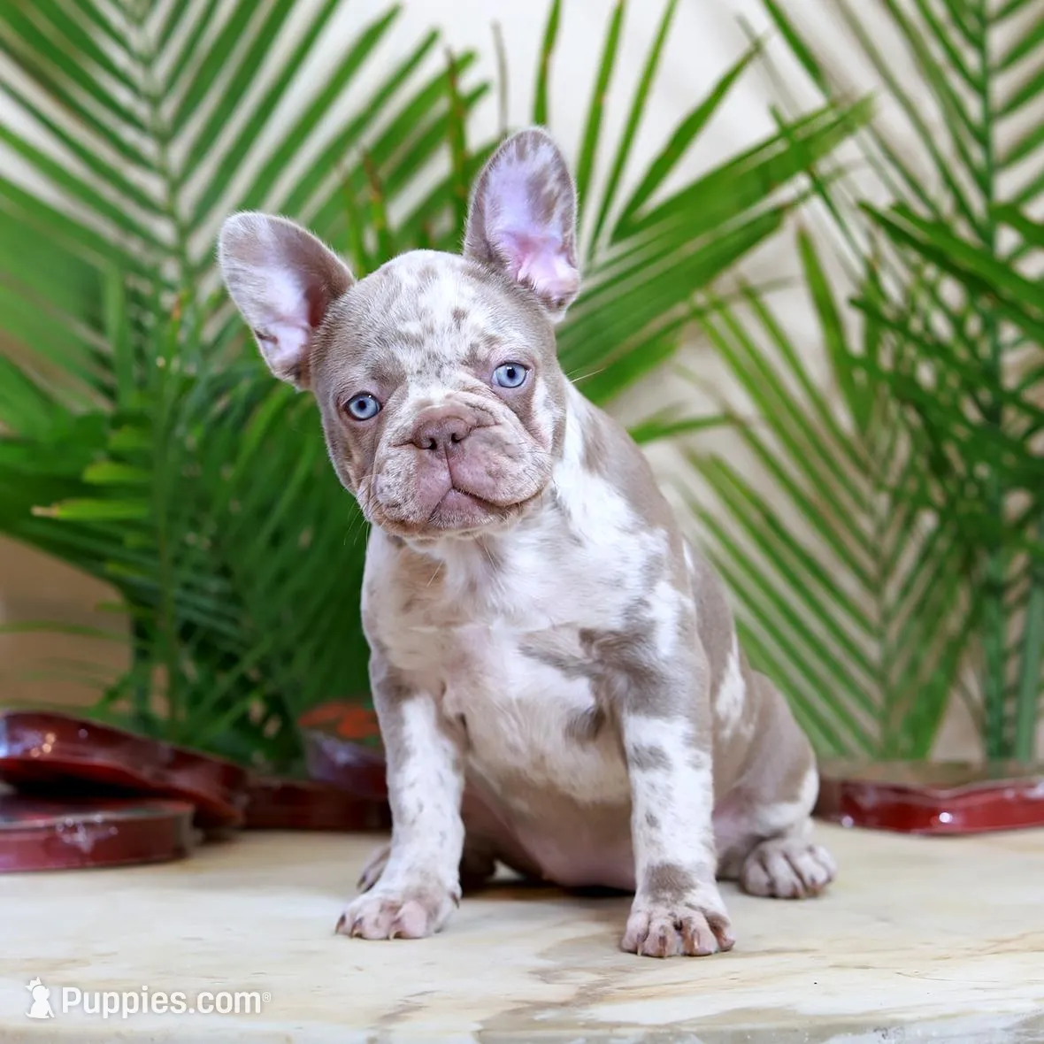 Milena, a female French Bulldog for sale in Greenport, NY – Photo 2 of 8