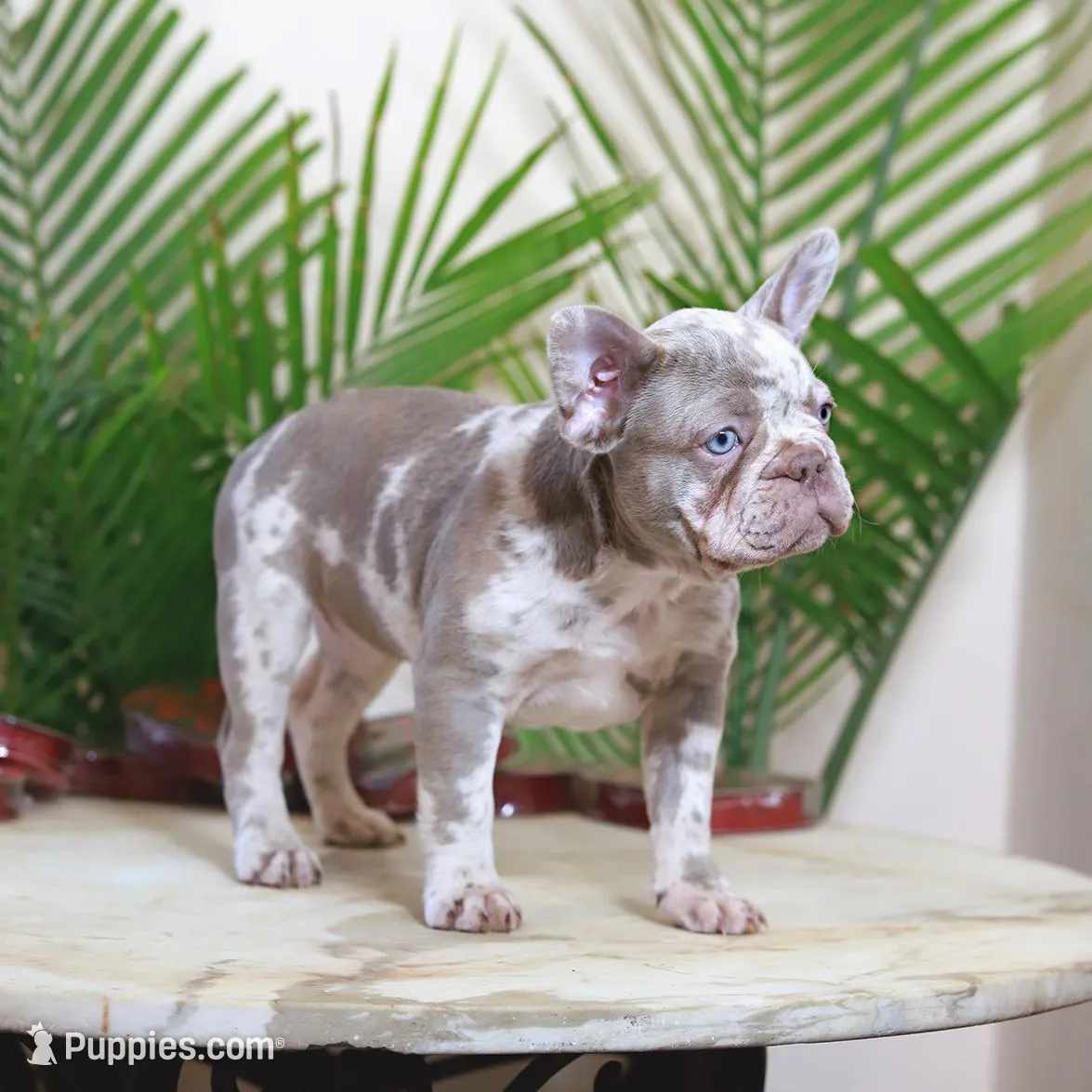 Milena, a female French Bulldog for sale in Greenport, NY – Photo 5 of 8