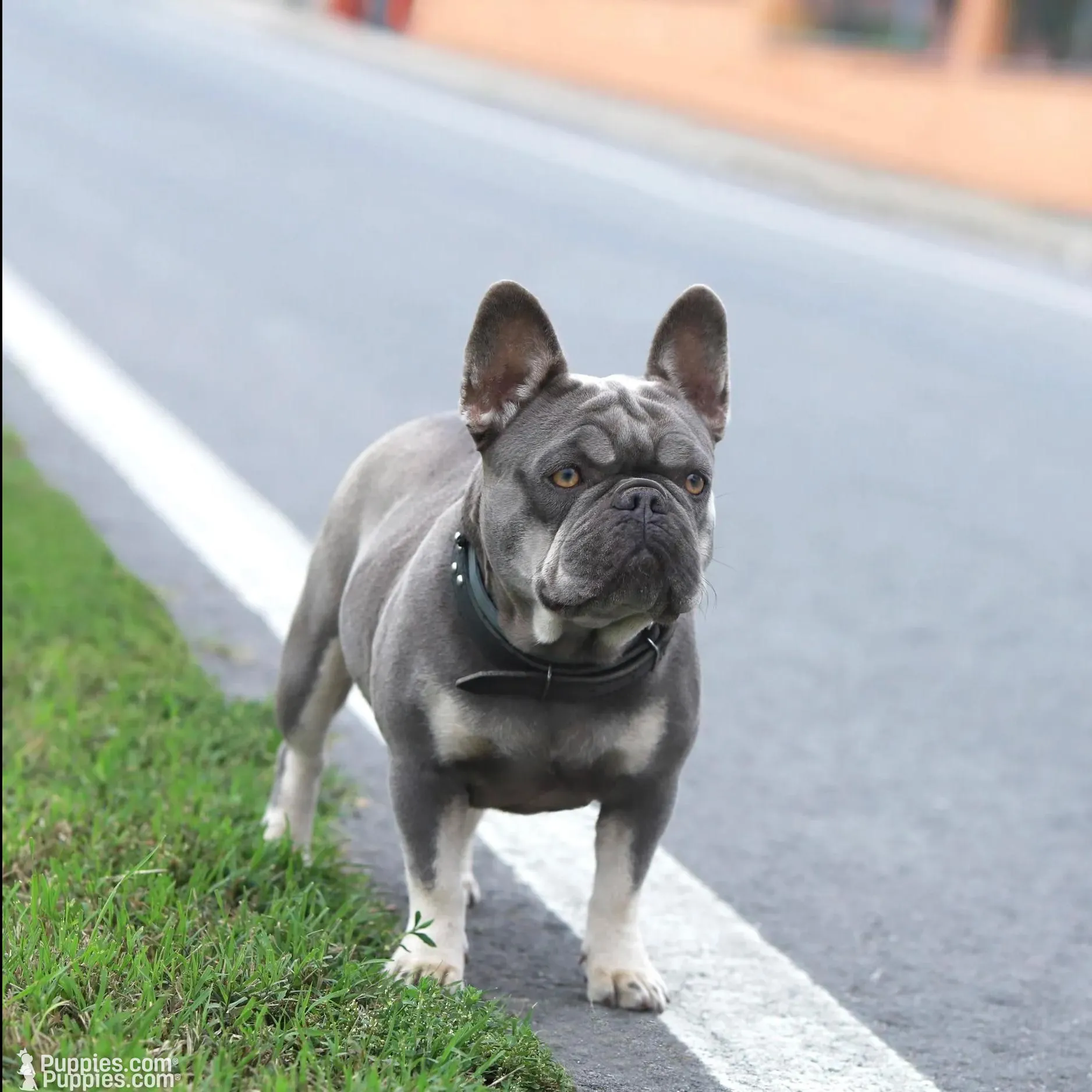 Milena, a female French Bulldog for sale in Greenport, NY – Photo 8 of 8