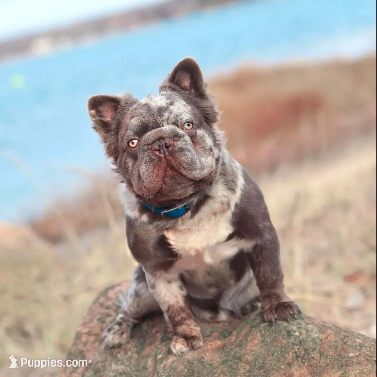 Milena, a female French Bulldog for sale in Greenport, NY – Photo 7 of 8