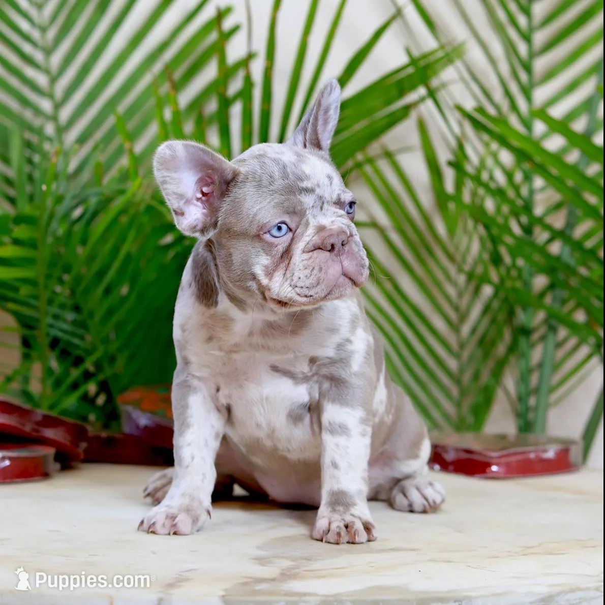 Milena, a female French Bulldog for sale in Greenport, NY – Photo 4 of 8