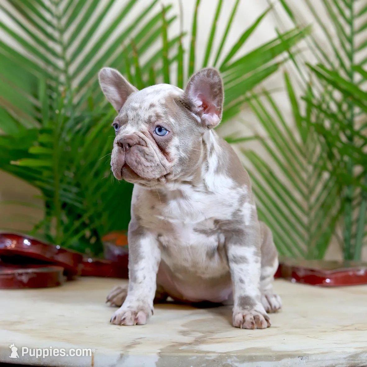 Milena, a female French Bulldog for sale in Greenport, NY – Photo 3 of 8