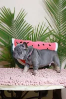 Ralf , a male French Bulldog for sale in Greenport, NY – Photo 6 of 9