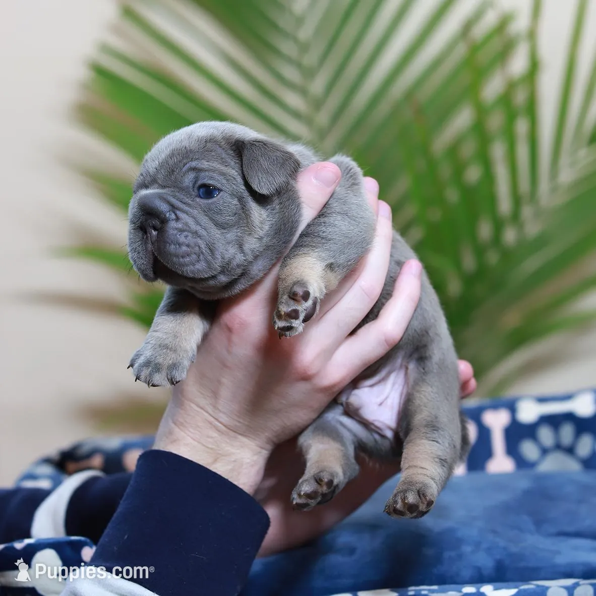 Ralf , a male French Bulldog for sale in Greenport, NY – Photo 4 of 10