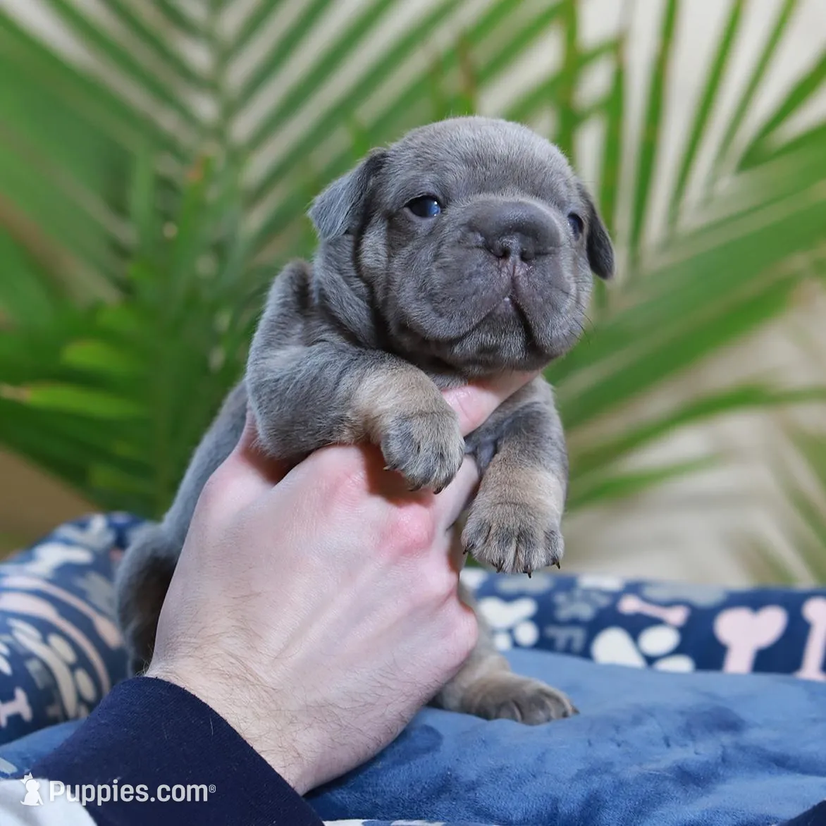 Ralf , a male French Bulldog for sale in Greenport, NY – Photo 6 of 10